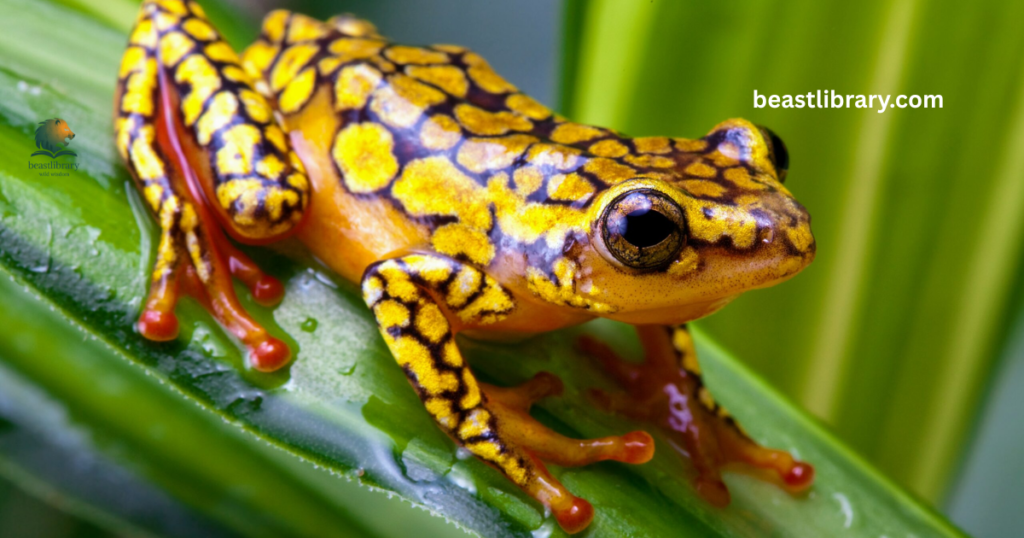Harlequin Toad