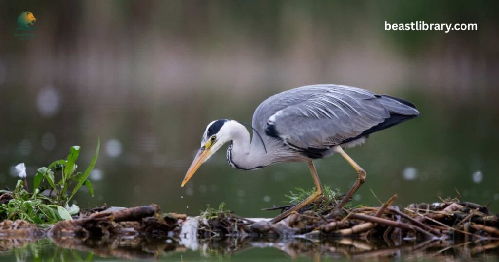 Heron mythology long neck