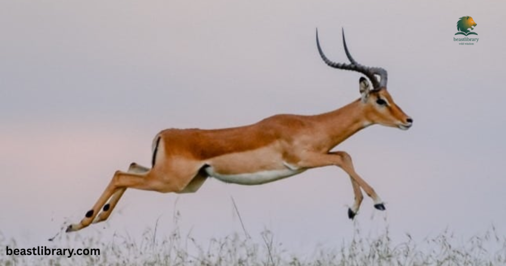Impala horned savannah animal
