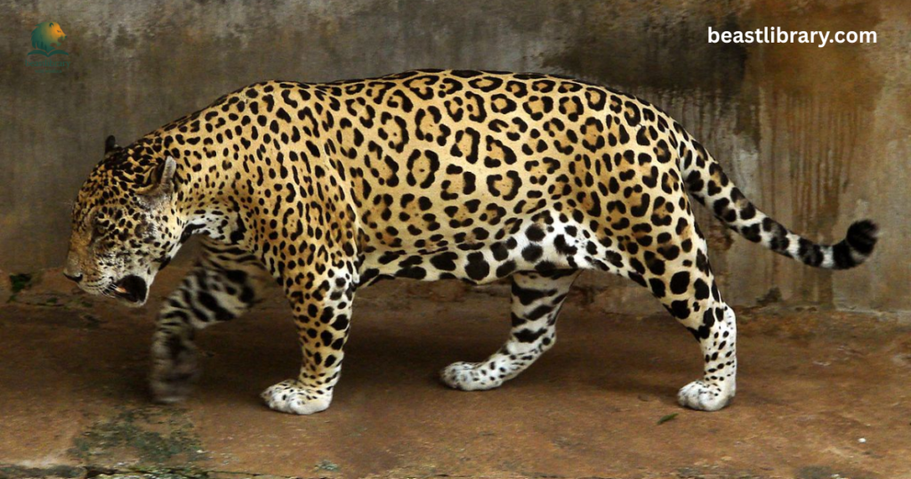Jaguar