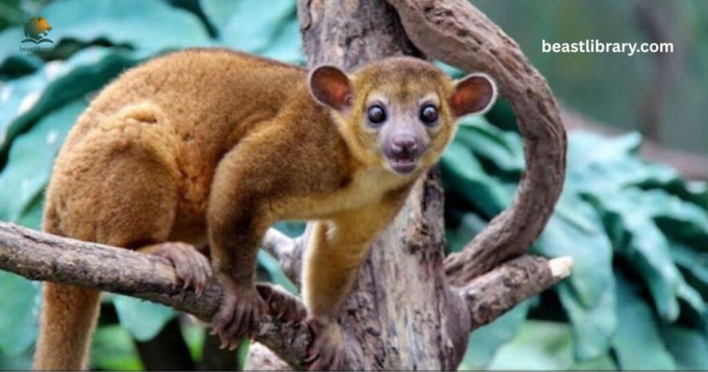 Kinkajou - honey bear curly tail animal