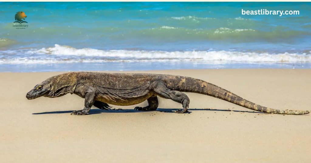 Komodo Dragon