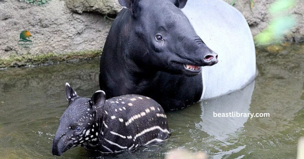 Malayan Tapir striped animal