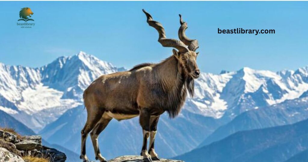 Markhor