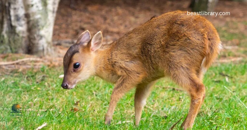  Muntjac Deer