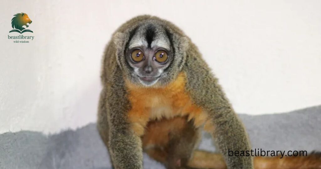 Night Monkey