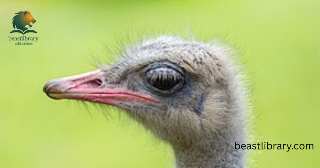 Ostrich