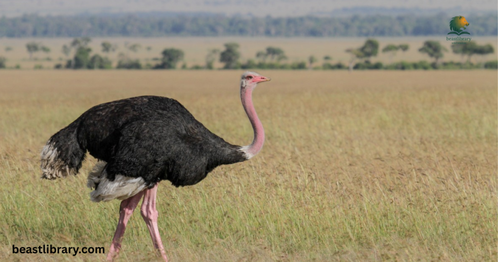 Ostrich long neck