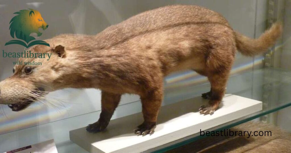 Otter Civet- Animal with flat tail