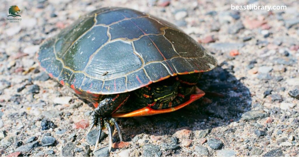 Painted Turtle webbed feet fresh water reptile