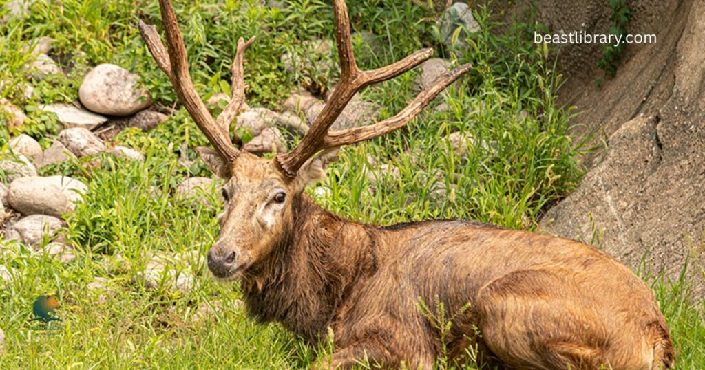  Père David’s Deer