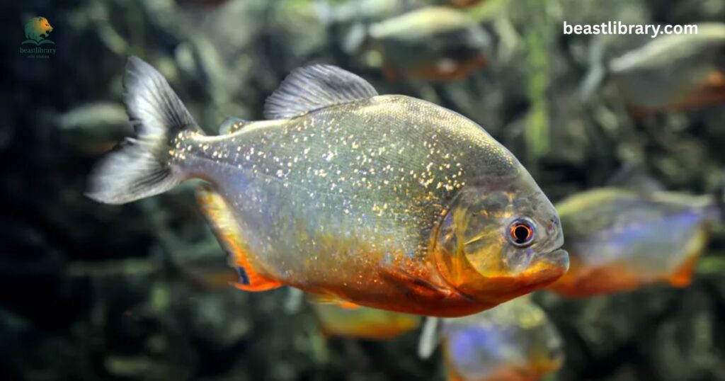 Piranha- Animals with sharp teeth