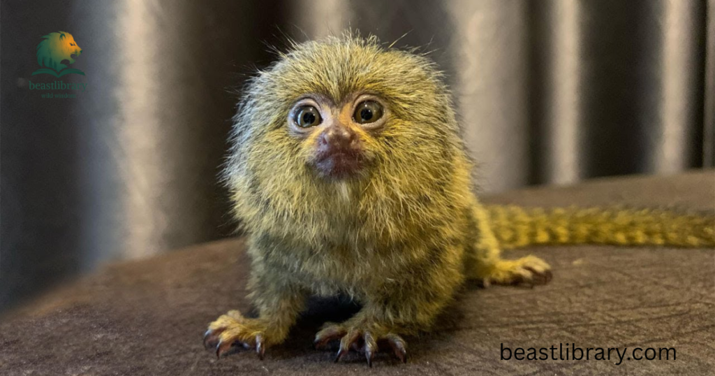  Pygmy Marmoset