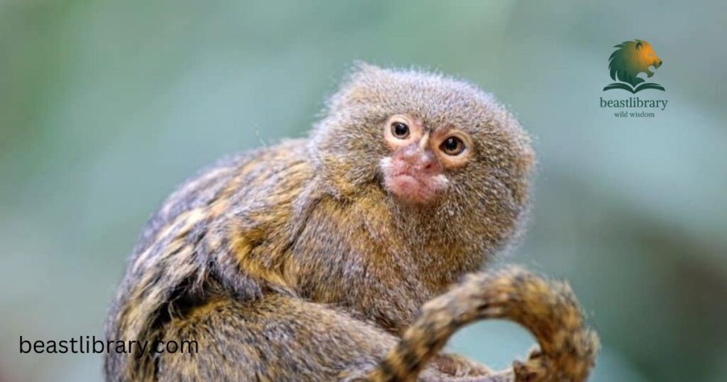 Pygmy Marmoset
