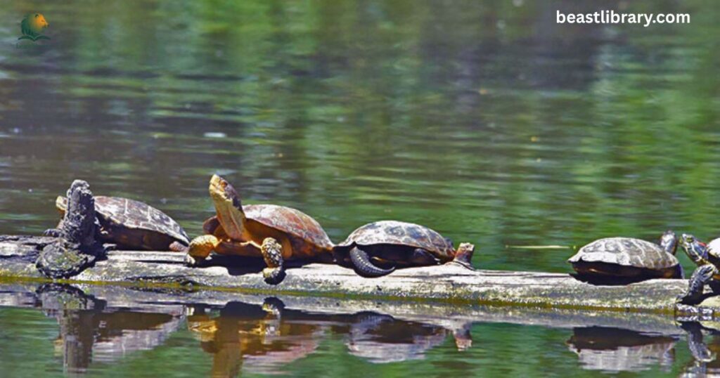 Red-Eared Slider
