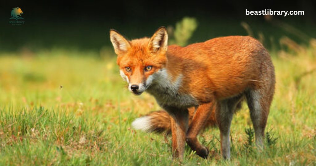 Red Fox