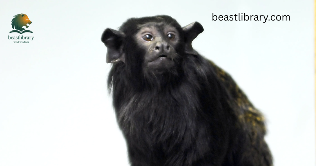 Red-handed Tamarin