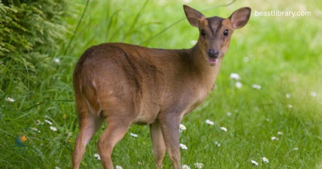  Reeve’s Muntjac