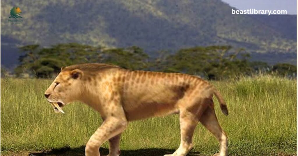 Saber-Toothed Cat  sharp teeth animal