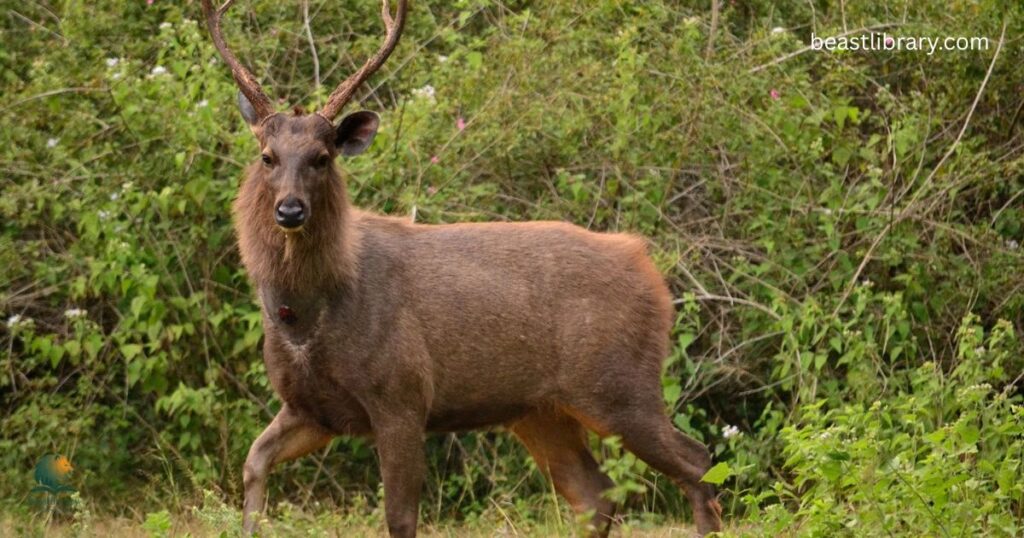 Sambar Deer