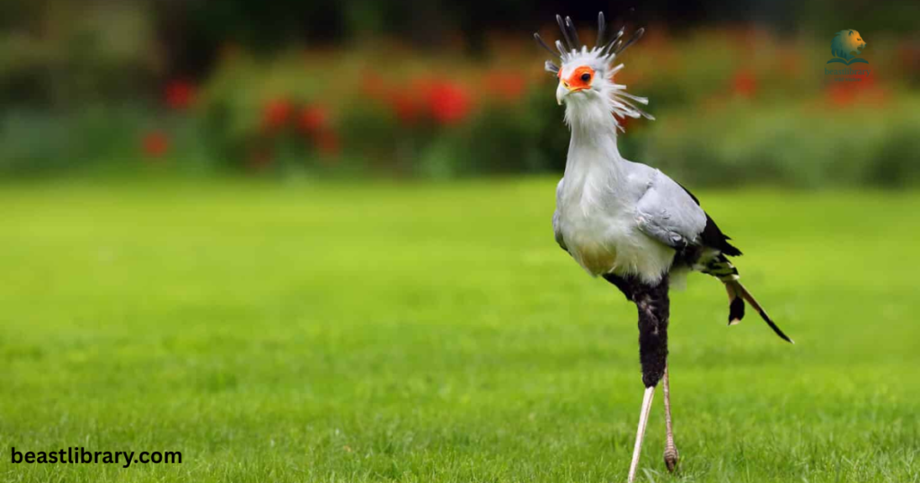 Secretary Bird - beautiful  savannah animal