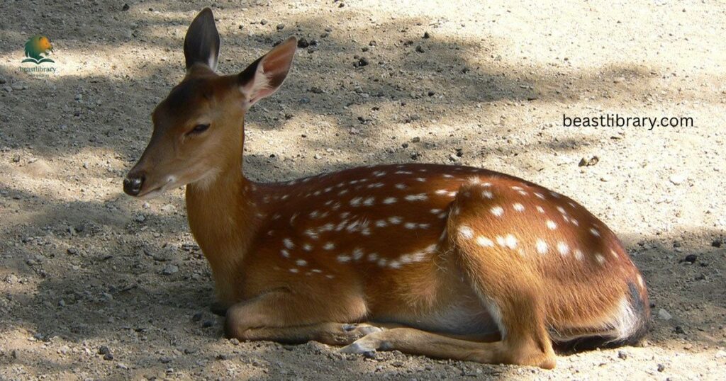 Sika Deer