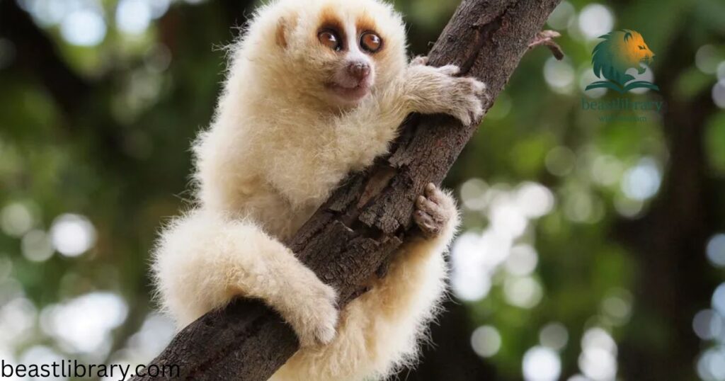 Slow Loris-primate with big eyes