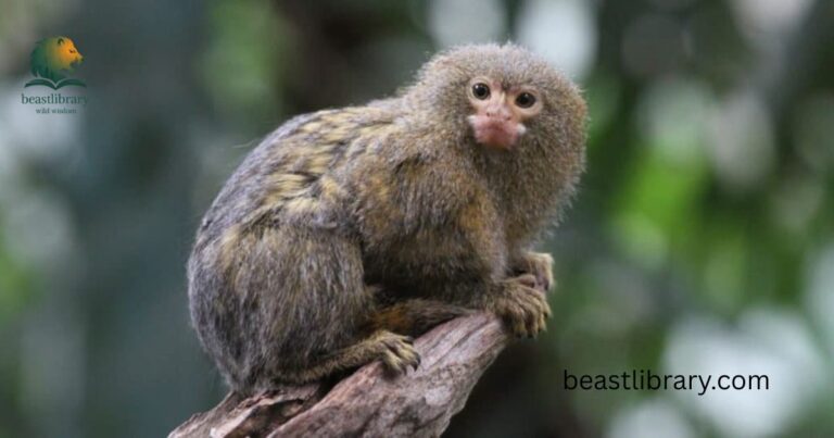 Small Monkey Breeds