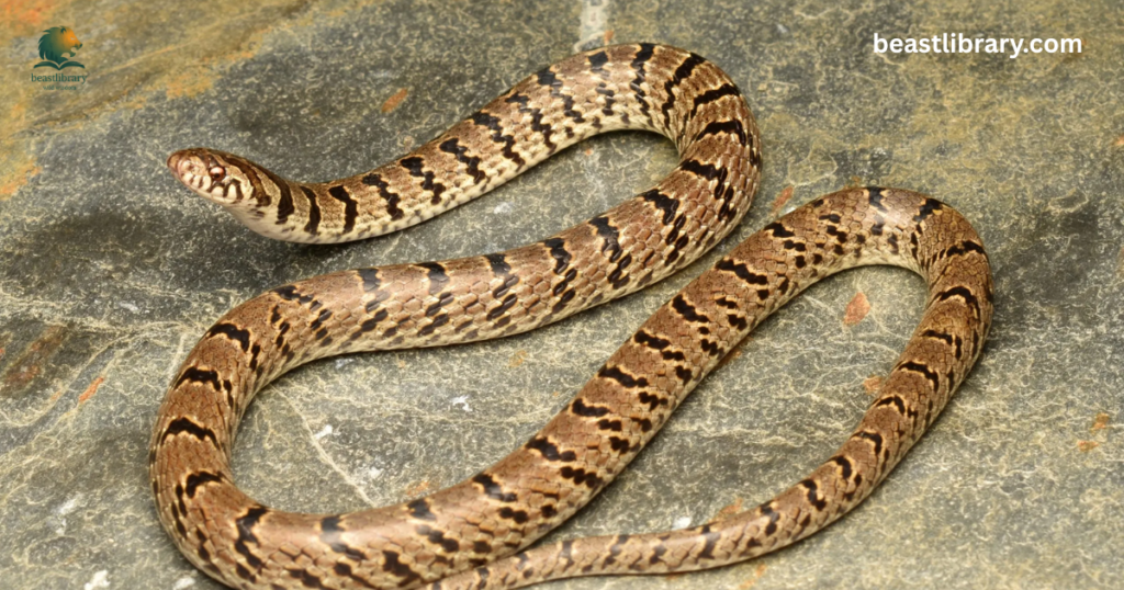 Snake
