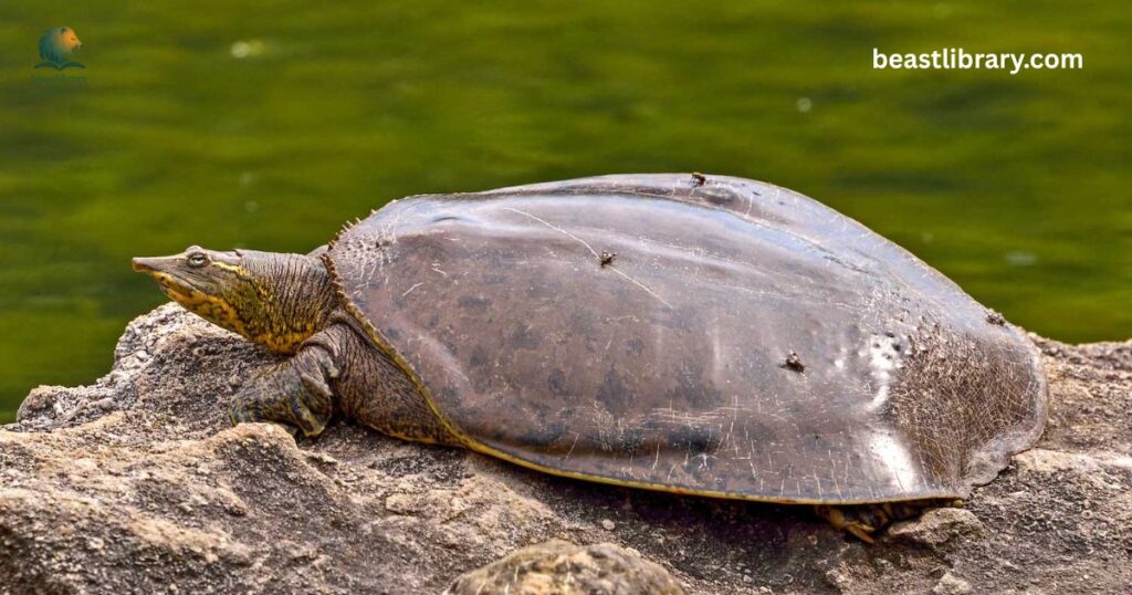 Spiny Softshell Turtle