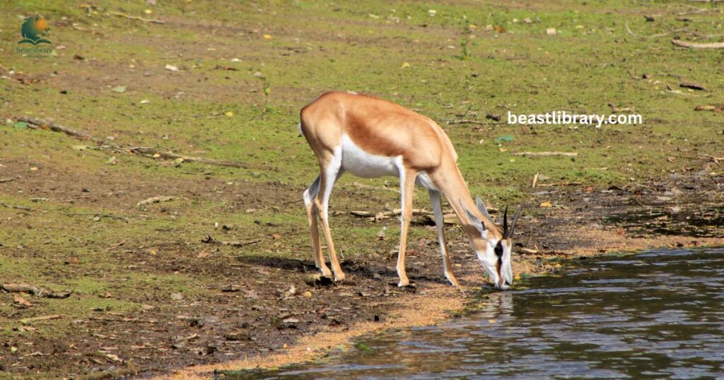 Springbok
