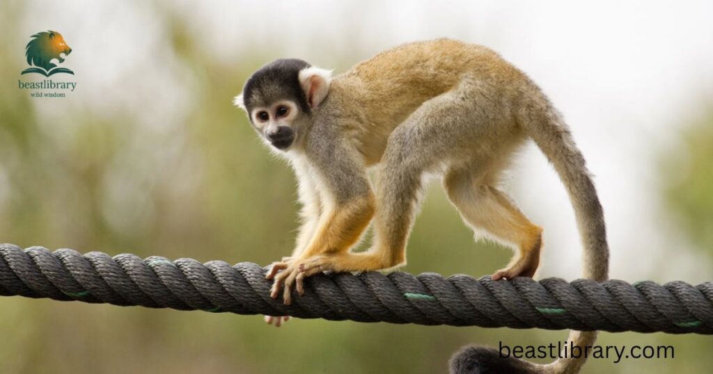 Squirrel Monkey-Small Monkey Breeds