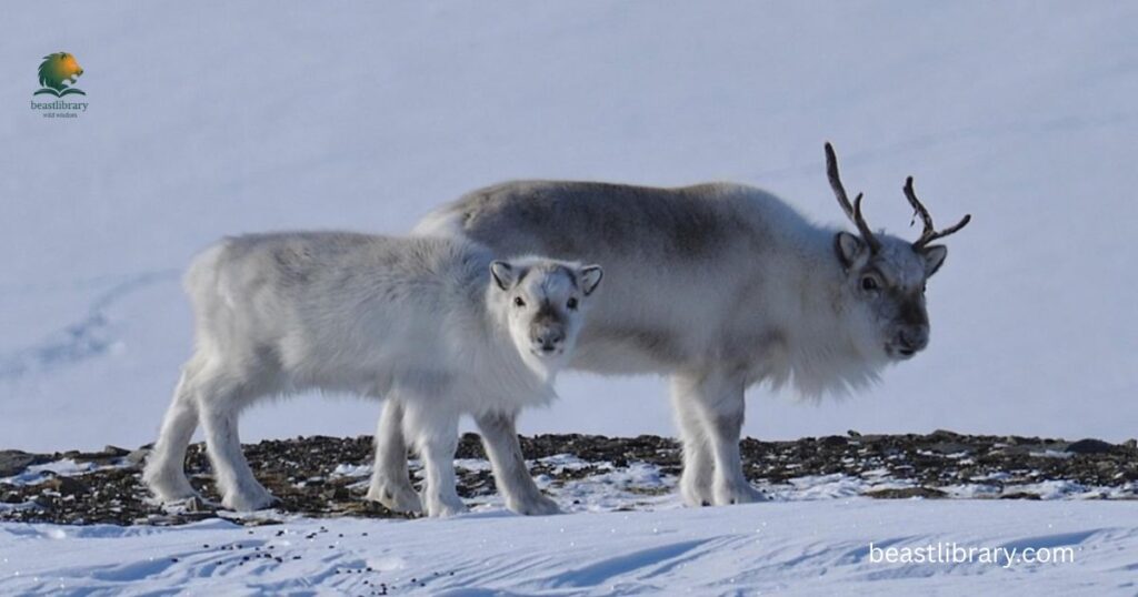 Svalbard Reindeer
