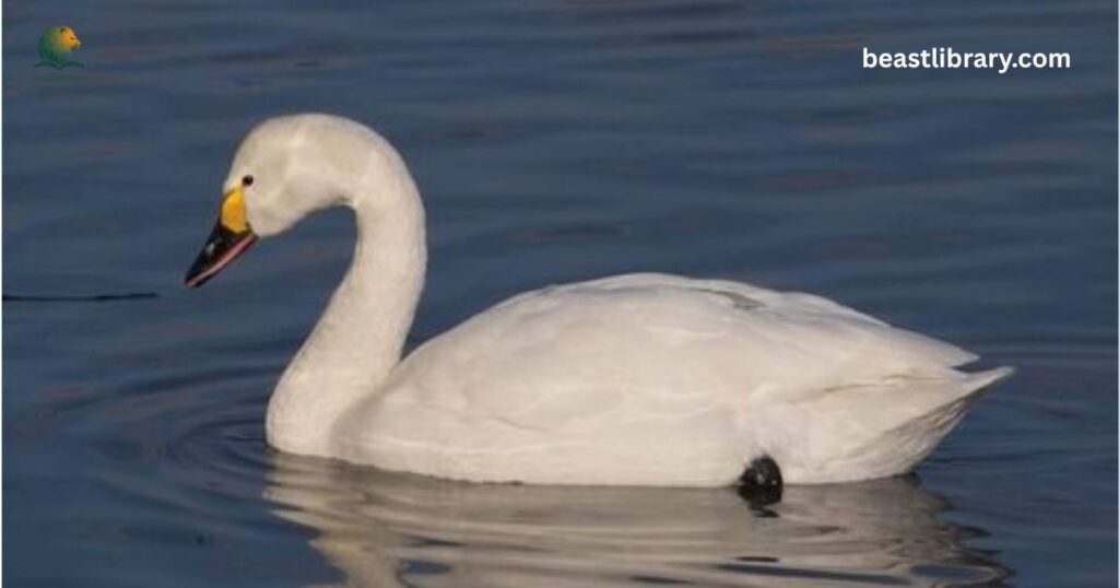 Swan long neck animal
