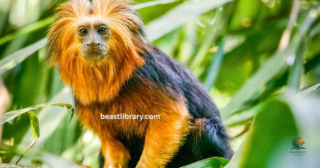  Tamarin Monkey - energetic curled tail animal