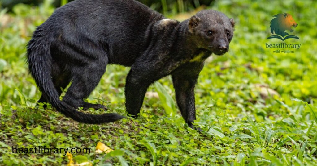 Tayra