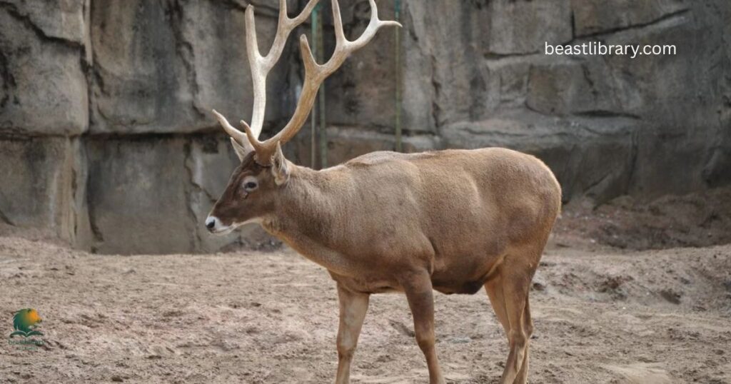 Thorold’s Deer