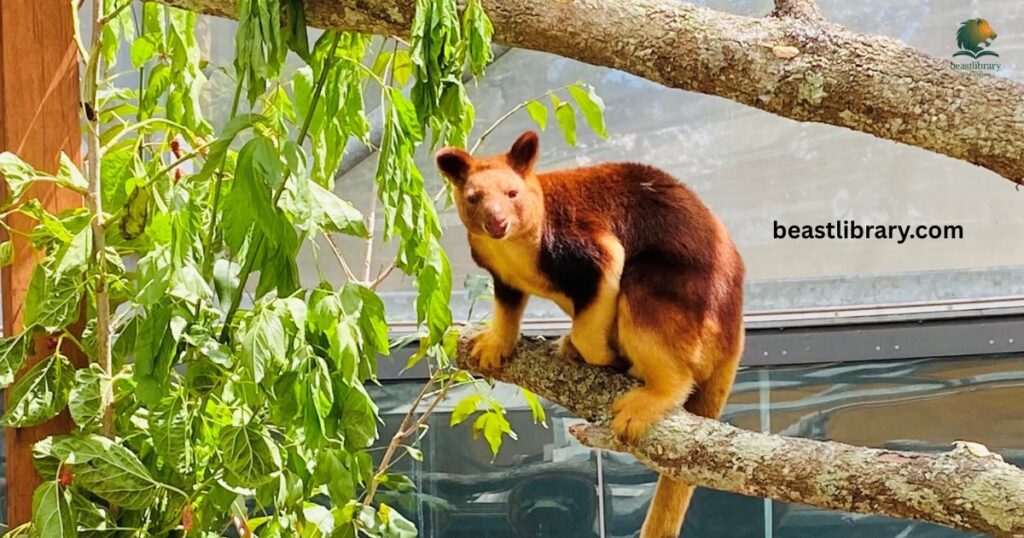  Tree Kangaroo curled tail mammal
