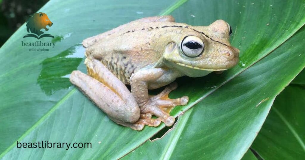 Tree frog- Big eye animal