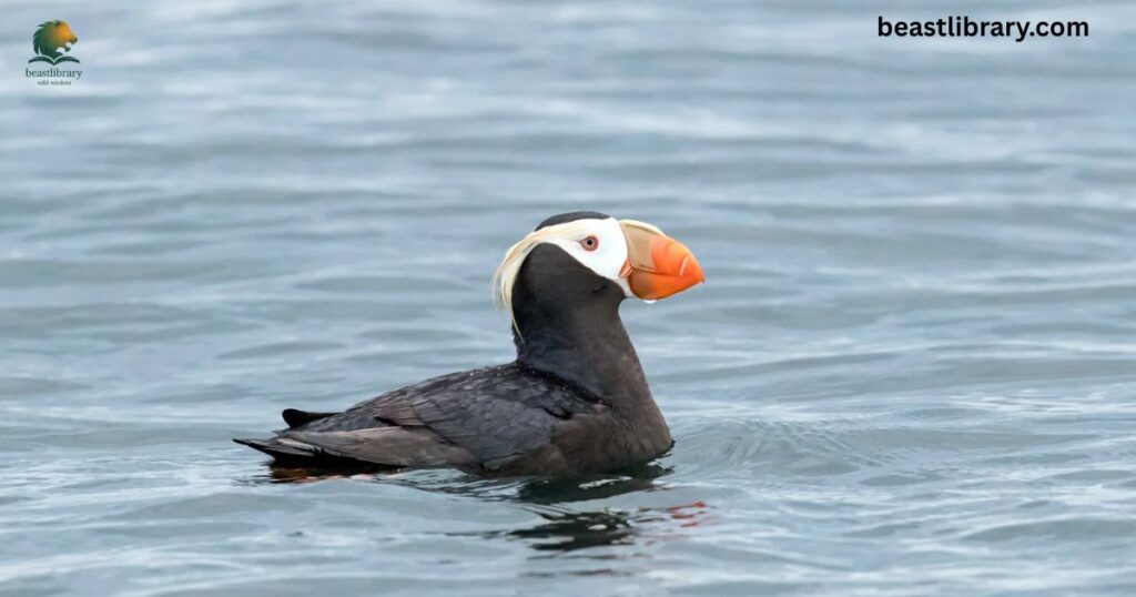 Tufted Puffin webbed feet Sea Bird of North Pacific Ocean