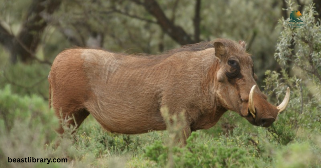 Warthogs hooved savannah animal