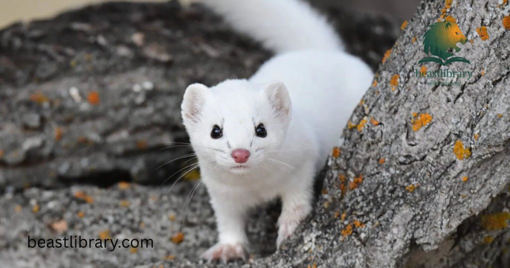 Weasel- Animals Like Mongoose