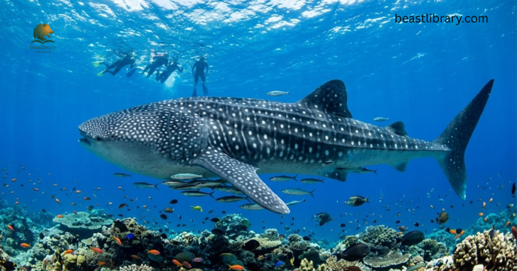 Whale Shark 