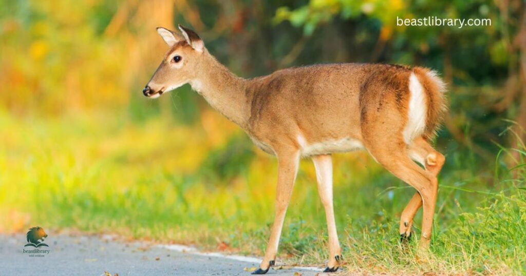 White-tailed Deer