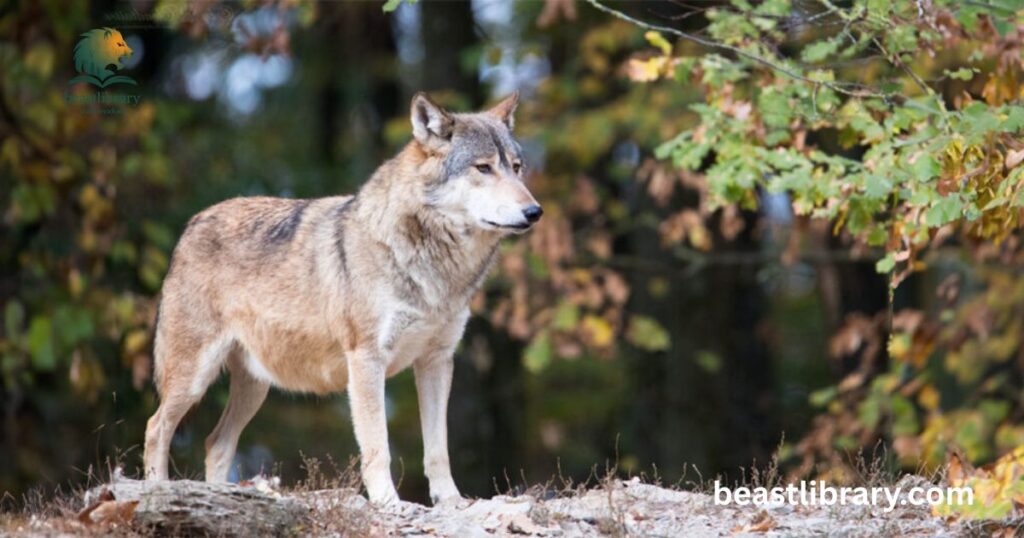  Wolf