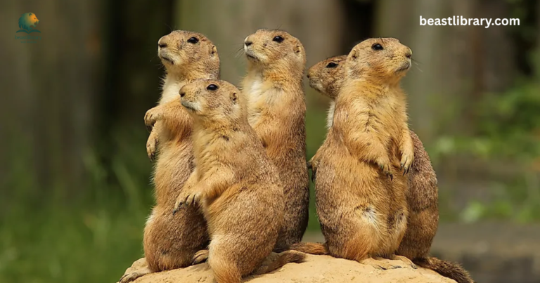 Animals that live in Prairies