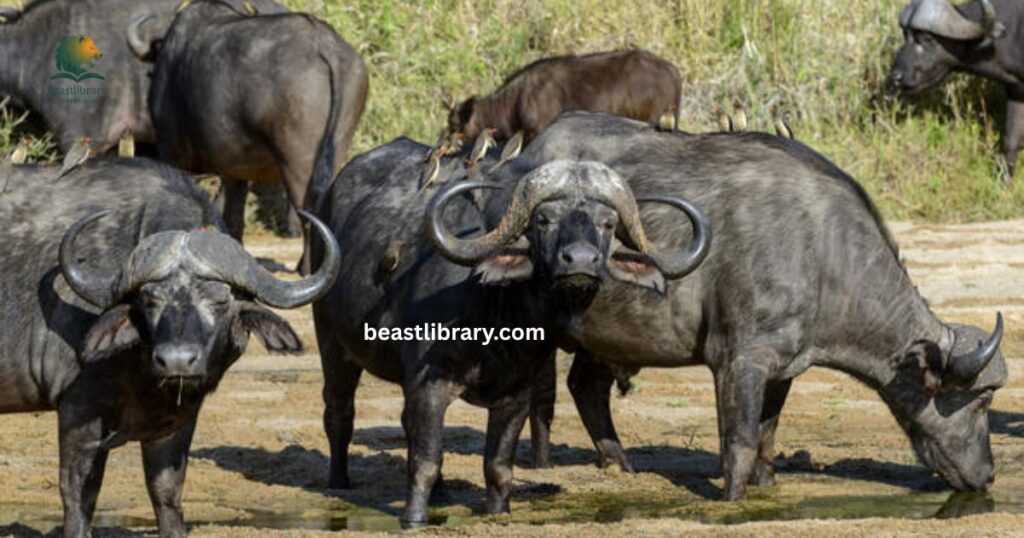 African Buffalo - horned animal