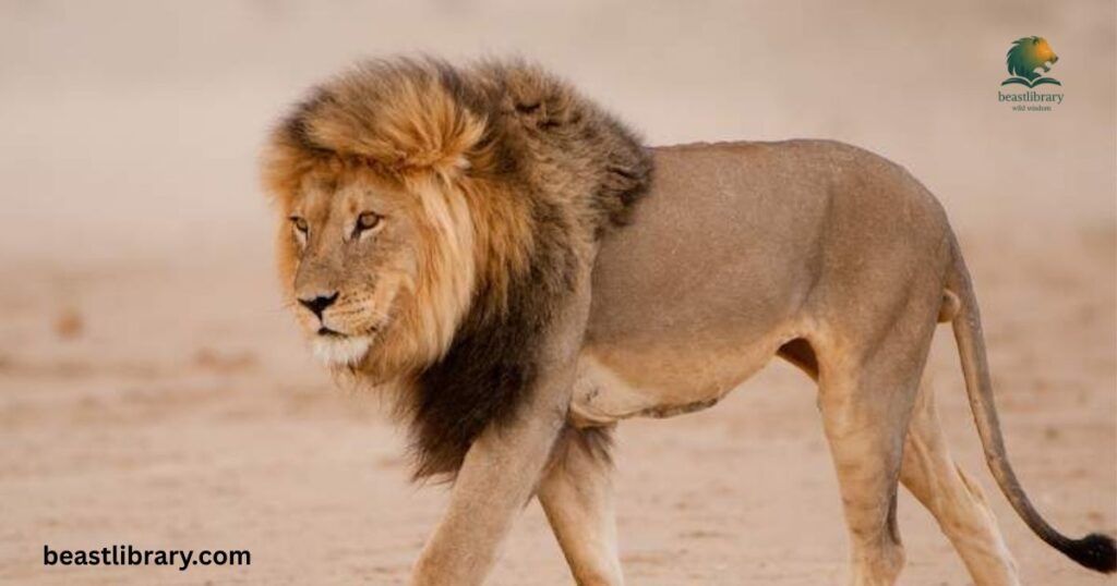 African Lion - Dangerous Animal That Live In Savannas