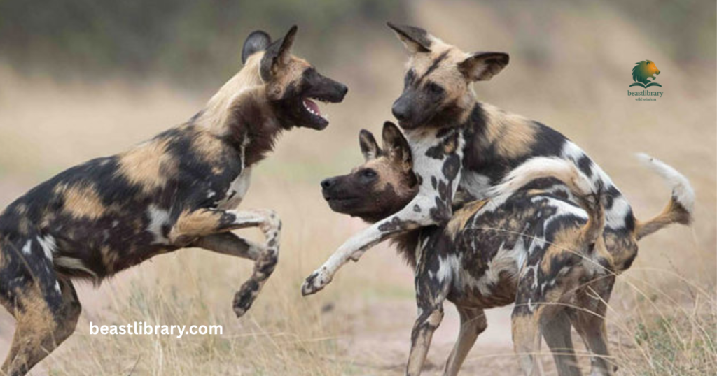 African Wild Dog