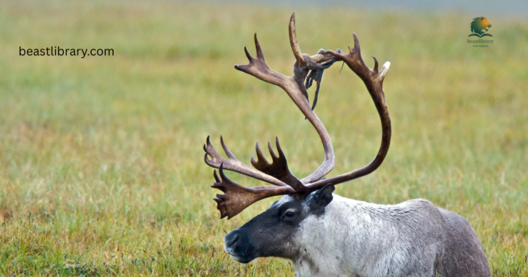 Animals with antlers
